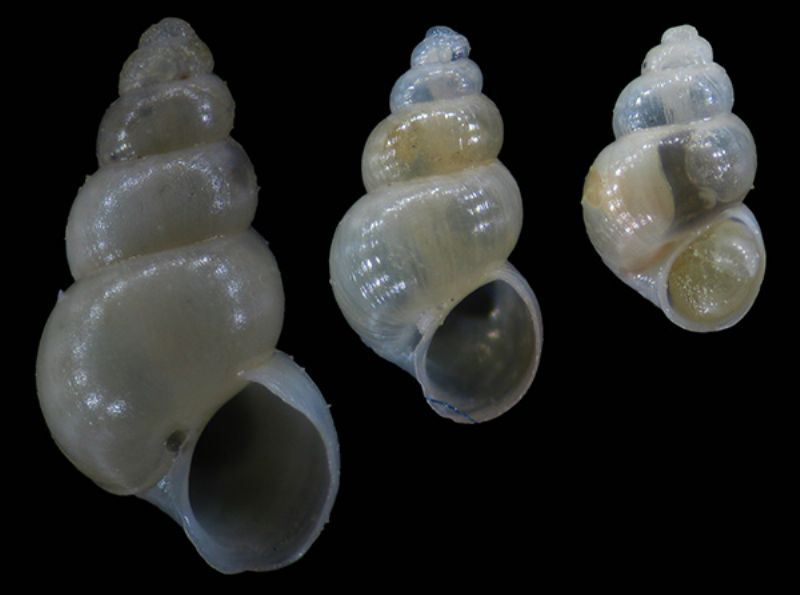 Hydrobia?
